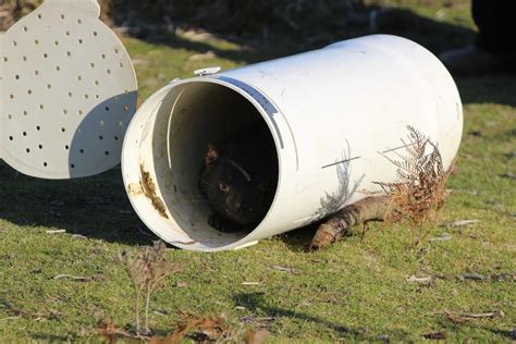 two of 20 immunised tasmanian devils released into wild killed on road days after release abc news