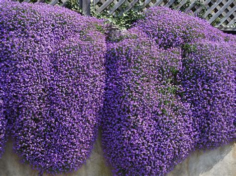 I fiori dell'edera sono di un giallo pallido e i suoi frutti sono bacche scure (viola o nere). Pianta Sempreverde Con Fiori Viola : Duranta Coltivazione ...
