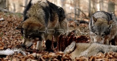 Long Close Shot Of 3 Wolves Feasting On A Carcass Snarling Slow