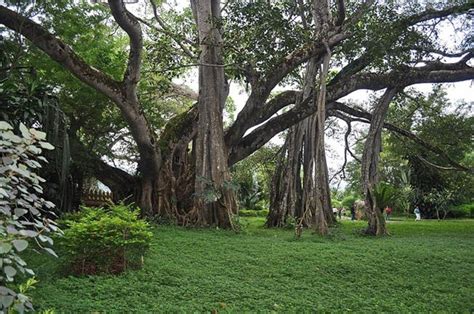 Ruili One Tree Forest Is A Banyan Tree With More Than 900 Years History
