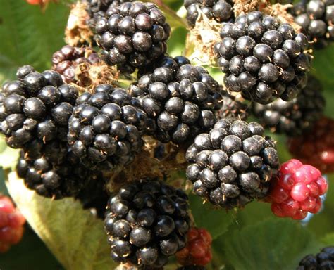 While planting do not allow the blackberry roots to dry out. Chester Blackberry-4 inch pot _ Thornless _ Blackberries ...