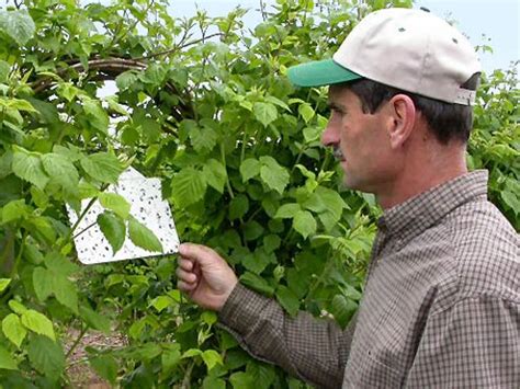 Integrated pest management (ipm) aims at integrating methodologies across all crop protection the practice of pest management is absolutely essential to the future of modem plant protection pest management works on the premise that all pest population levels are not injurious to crops and. Agriculture