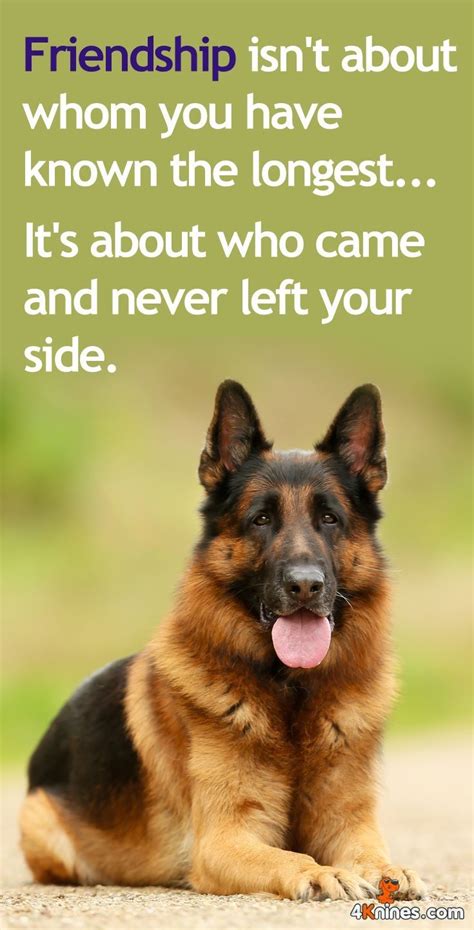 Pin By Diane Pierani On ~friendship~ German Shepherd Dog