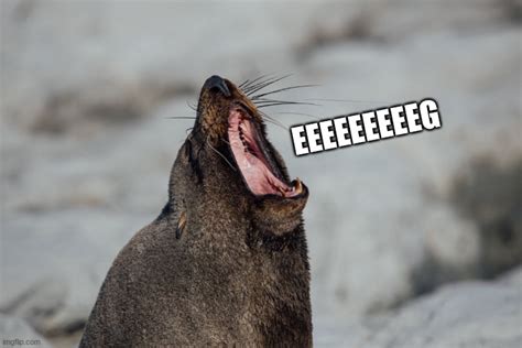 Seal Screaming For Eggs Imgflip