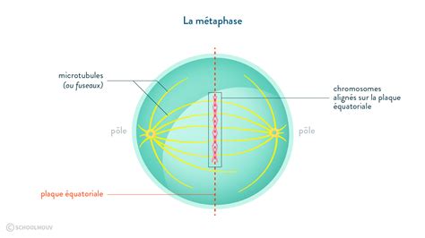 Plaque équatoriale Plaque équatoriale Mitose Schleun