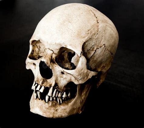 Skull Facing Straight Close Up Stock Image Image Of Medicine Real