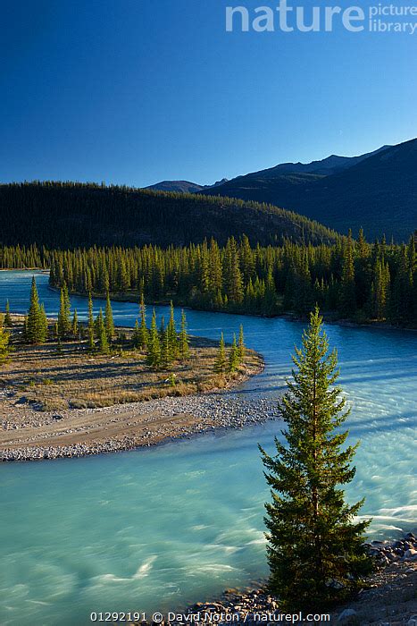 Nature Picture Library Athabasca River Near Jasper Jasper National