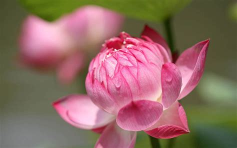 Pink Lotus Flower Grow Desktop Wallpapers Free Lotus Plant Flowers