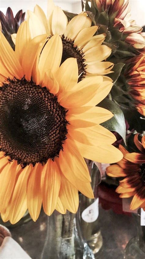 Pin By Mary Skiver On Phone Wallpapers Sunflower Iphone
