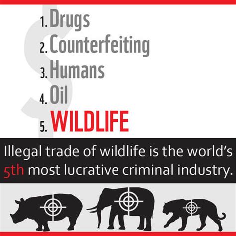 putting the x on wildlife trafficking exploring illegal wildlife trafficking