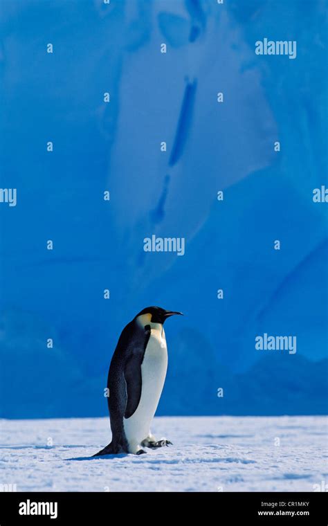 Emperor Penguin Aptenodytes Forsteri Walking In Front Of An Iceberg