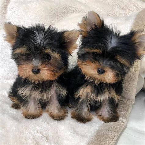 kim s pup on instagram “adorable micro teacup puppies are currently available with 30 discount