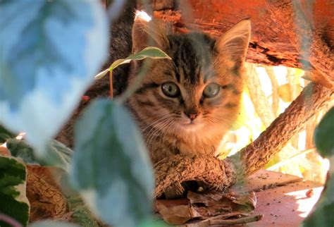 Free Images Pets Domestic Animals Eyes Kitten Nature Cute