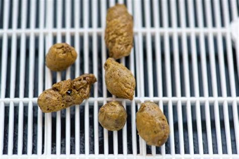 Royalty Free Cat Poo Pictures Images And Stock Photos Istock