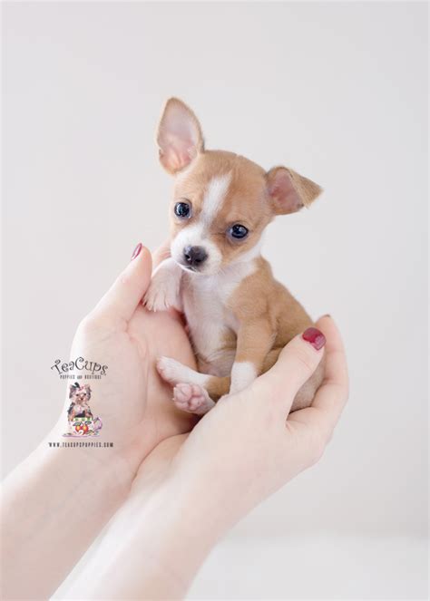 Teacup Chihuahuas For Sale Teacup Puppies And Boutique