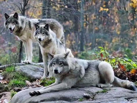 15 Wonderful Types Of Wolves Wolf Facts Photos And More