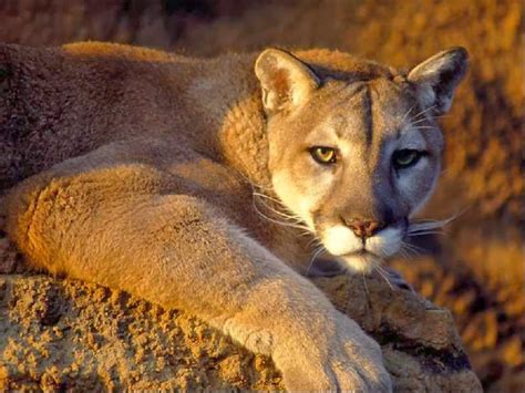 Puma Felis Concolor Ameaçado De Extinção Você Realmente Sabia