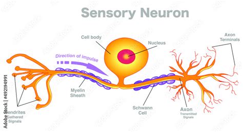 Sensory Neuron Anatomy Structure Parts Pseudounipolar Afferent