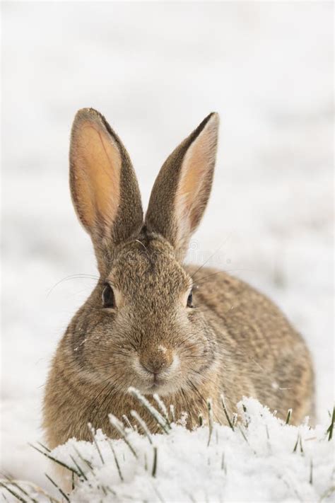 Cottontail Rabbit In Winter Stock Image Image Of Outdoors Bunny