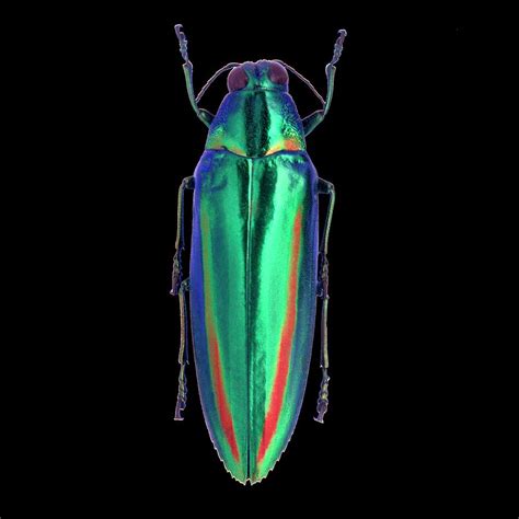 Iridescent Beetle Photograph By Patrick Landmannscience Photo Library