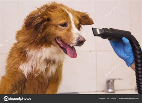 Instead, use the diffuser to dry your hair until it's mostly dry, and then let your hair finish drying naturally to preserve the curls you've created. Drying Hair Dog Hair Dryer Dogs Hairdresser — Stock Photo ...