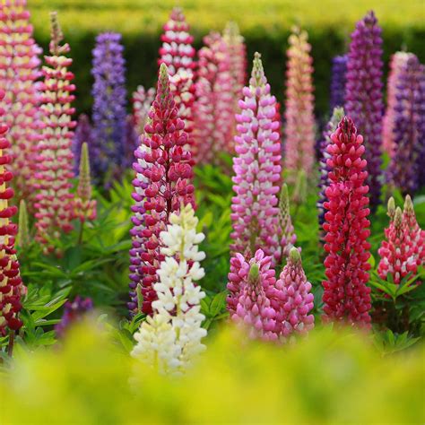 Perennial Lupine Seeds The Chatelaine Lupine Seeds Perennial Flower