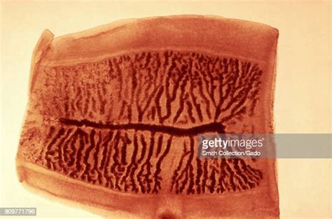 Morphology Biology Photos And Premium High Res Pictures Getty Images