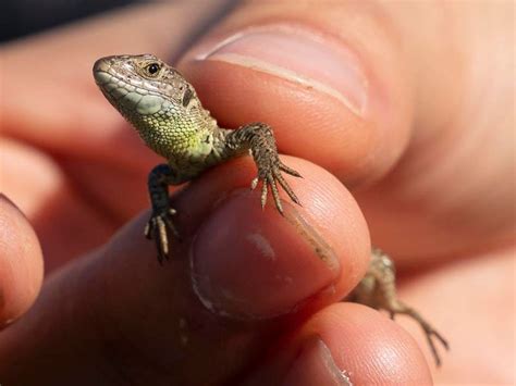 Britains Rarest Lizard Species Released Into Wild In Hampshire