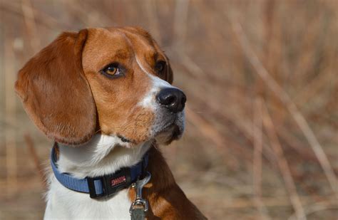 757854 4k 5k Dogs Beagle Glance Rare Gallery Hd Wallpapers