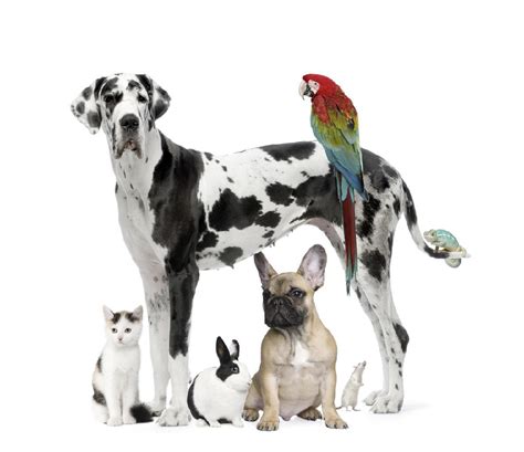 How to Know What Types of Pets You Like | BlogLet.com