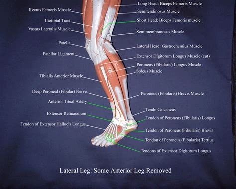 Deigram Of Outside Leg Muscles Muscles Of The Lower Leg Google Search Athletic Leg