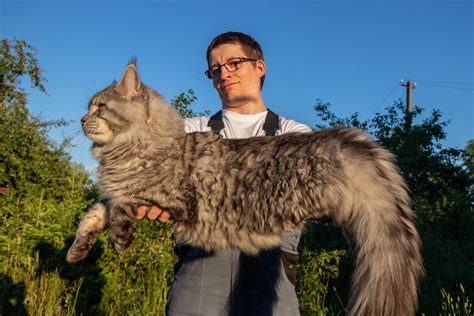 Uncovering The Worlds Largest Cat Breeds 2024