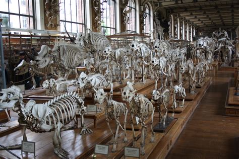 Muséum National d'Histoire Naturelle - Museum in Paris ...