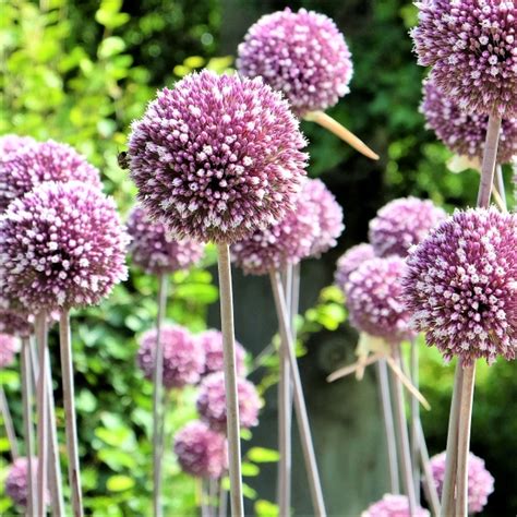 Allium Summer Drummer