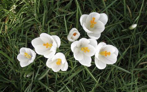 Wallpapers White Crocus Wallpapers