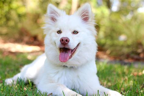 Free Picture White Dog Eyes Face Fur Grass Happy Pet