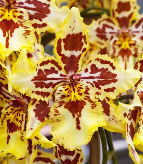 Hoa Phong Lan ViỆt Vietnam Orchids Orange Orchids