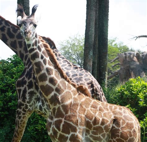 Wildlife Wednesday Welcome Our Baby Giraffe To The Savanna Disney