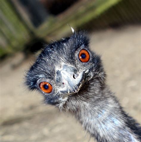 Emu Hnědý Zoo Jihlava