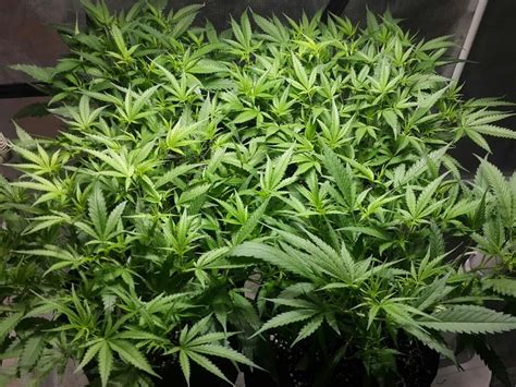 These fish are often mistaken for goldfish and, while though they are related, goldfish are a different species. How fast do i grow - GrowWeedEasy.com Cannabis Growing Forum