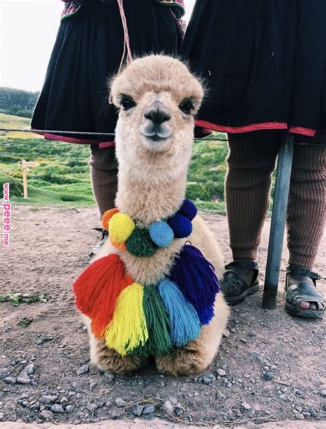 A Really Cute Llama With Colorful Clothing Raww