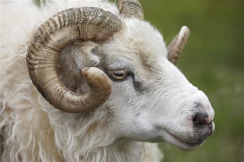 Closeup Of One Icelandic Big Horn Sheep Seydisfjordur Stock Image