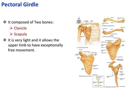 Ppt Bones Of The Upper Limb Powerpoint Presentation Id2507480