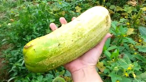 giant cucumbers in my garden harvesting some giant cucumbers youtube