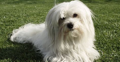 Coton De Tulear Dog Breed Complete Guide A Z Animals