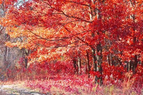 Beautiful Autumn Landscape With Red Autumn Leaves On Autumn Trees Stock