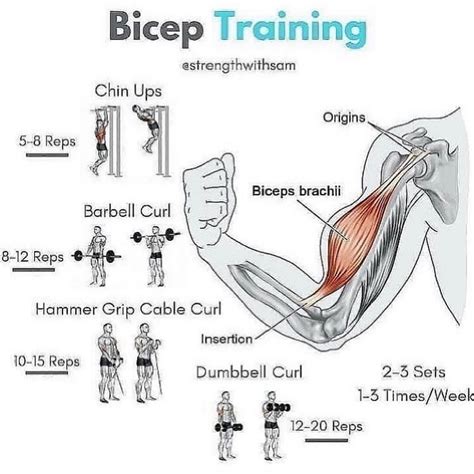 grow your bicep size and strength with these 9 highest rated exercises biceps
