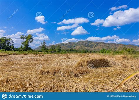 Rice Straw Hay In Paddy Field And Beautiful Mountain Sky Nice Cloud