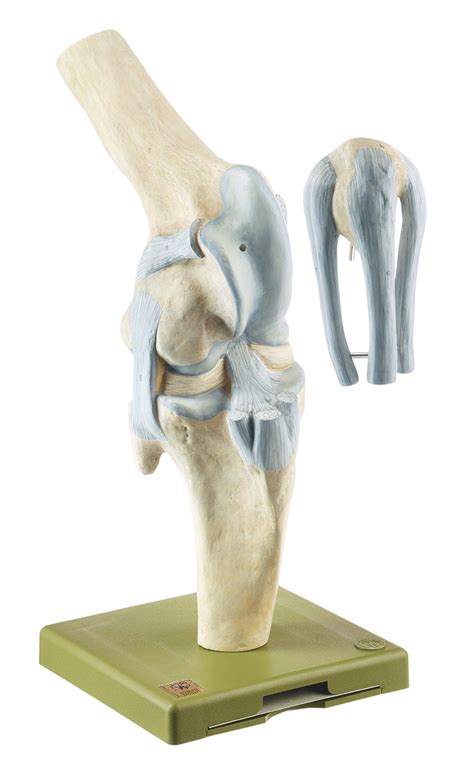 Somso Zo 41 Knee Joint Of The Horse