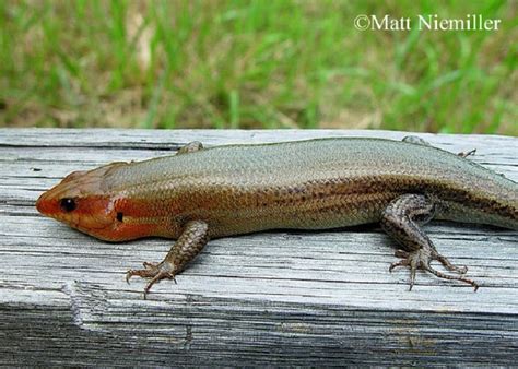 Are Skinks Poisonous File Broad Headed Skink Close Up  Wikimedia
